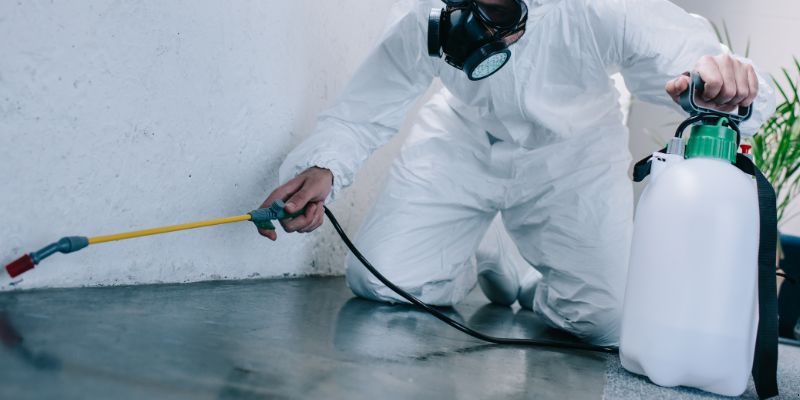 Como é feita a dedetização de baratas em Petrolina